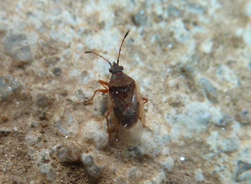 Lygaeidae: Kleidocerys resedae della Lombardia (VA)